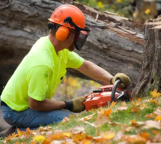 tree services Palatine Bridge